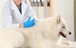 狗狗需要打的疫苗有哪些?多久打一次?