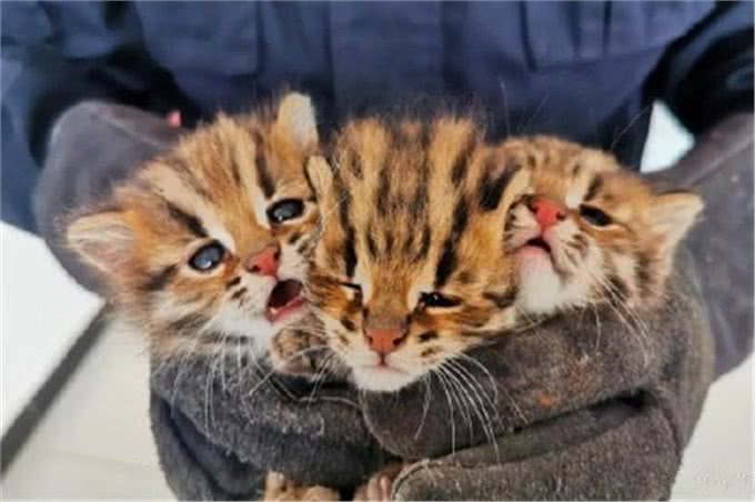 村民捡到三只奶猫,却发现猫咪叫声异常,真实身份确认后吓到众人