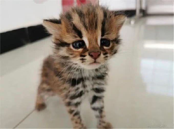 村民捡到三只奶猫,却发现猫咪叫声异常,真实身份确认后吓到众人