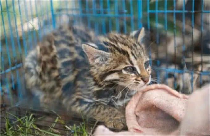 村民捡到三只奶猫,却发现猫咪叫声异常,真实身份确认后吓到众人