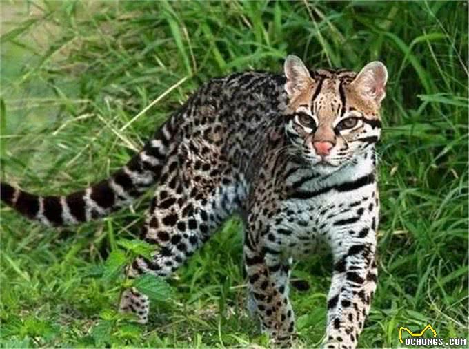 村民捡到三只奶猫,却发现猫咪叫声异常,真实身份确认后吓到众人