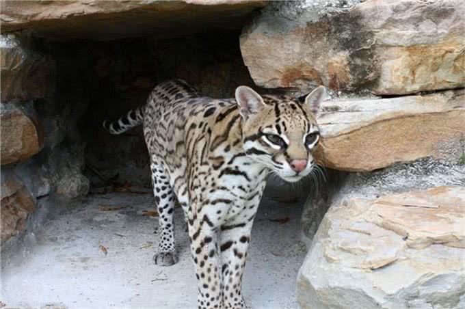 村民捡到三只奶猫,却发现猫咪叫声异常,真实身份确认后吓到众人