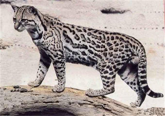 村民捡到三只奶猫,却发现猫咪叫声异常,真实身份确认后吓到众人