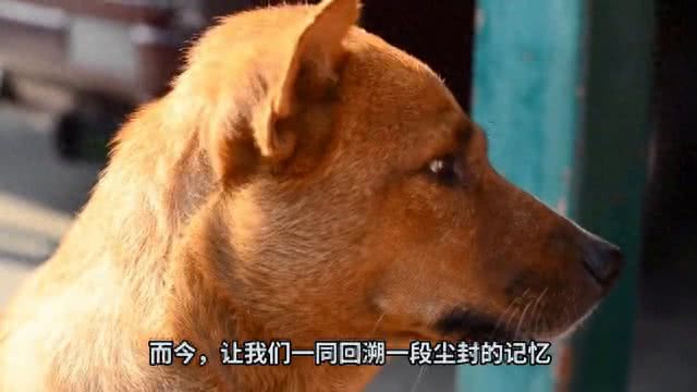 七月十五晚上大黑狗狂叫不止