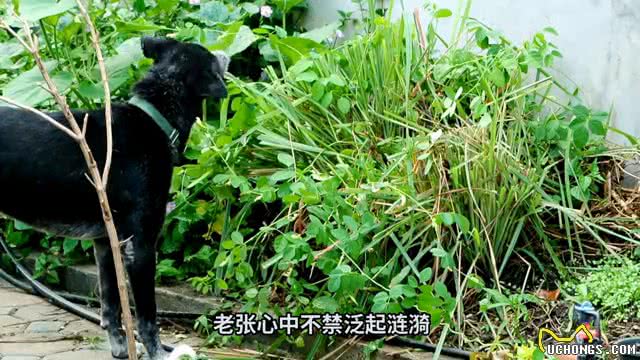 七月十五晚上大黑狗狂叫不止