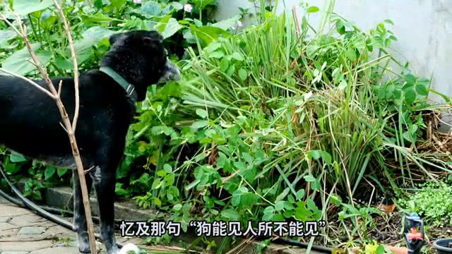 七月十五晚上大黑狗狂叫不止