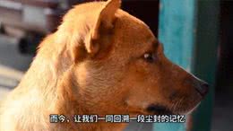 七月十五晚上大黑狗狂叫不止