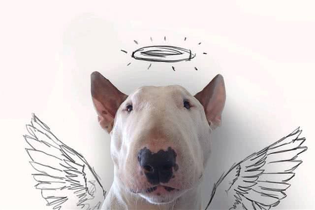 狗狗在笼子里那么凶,我怎么抱它出来呢?