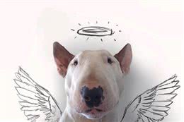 狗狗在笼子里那么凶，我怎么抱它出来呢?