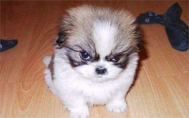 宠物狗狗乱叫知道这些解决完美解决