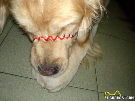 宠物狗狗乱叫知道这些解决完美解决