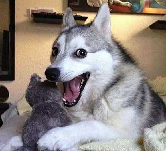 宠物狗狗乱叫知道这些解决完美解决