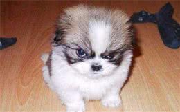 宠物狗狗乱叫知道这些解决完美解决