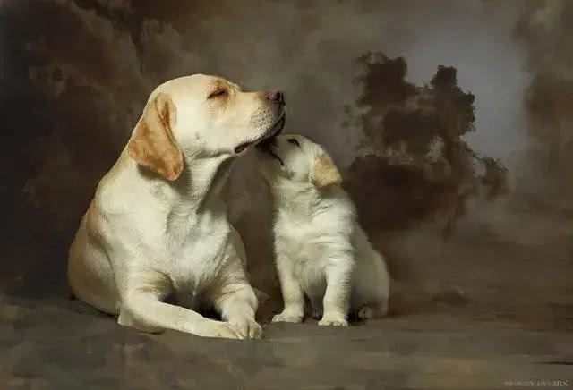 什么狗最聪明,最通人性,最忠诚,排行榜排名第一