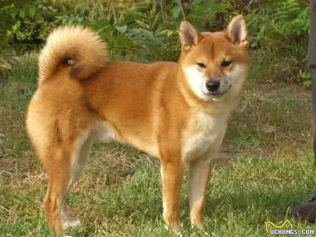 什么狗最聪明,最通人性,最忠诚,排行榜排名第一