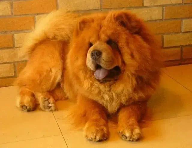 什么狗最聪明,最通人性,最忠诚,排行榜排名第一