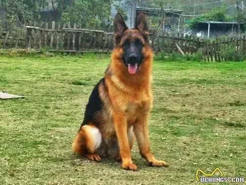 什么狗最聪明,最通人性,最忠诚,排行榜排名第一