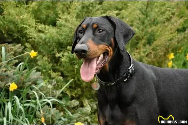 什么狗最聪明,最通人性,最忠诚,排行榜排名第一