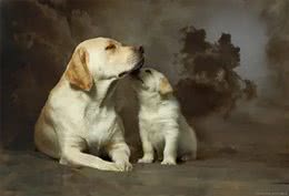 什么狗最聪明，最通人性，最忠诚，排行榜排名第一