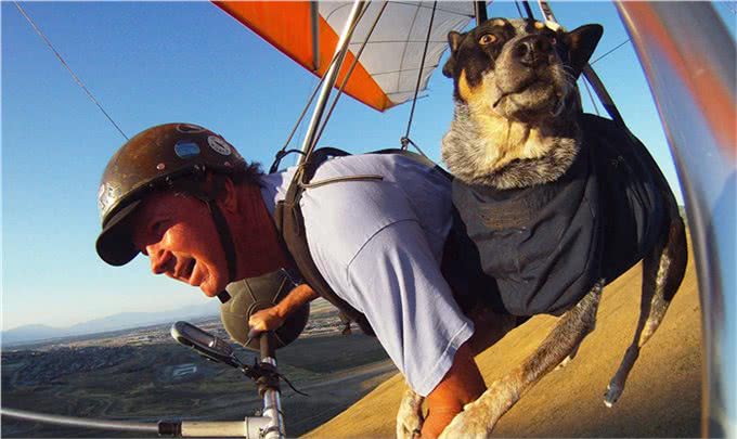 高娓娓:狗比人可靠!看美国这些服务犬多能耐,开门、冲浪啥都会