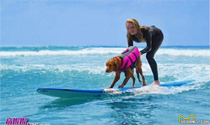 高娓娓:狗比人可靠!看美国这些服务犬多能耐,开门、冲浪啥都会