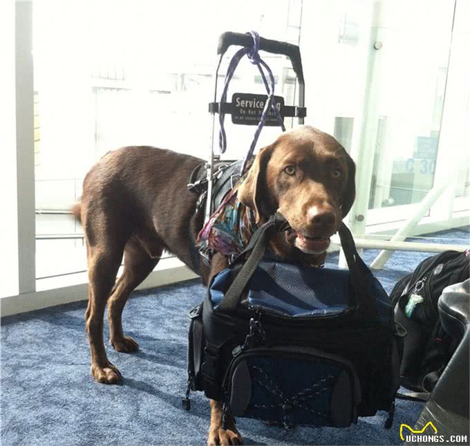 高娓娓:狗比人可靠!看美国这些服务犬多能耐,开门、冲浪啥都会