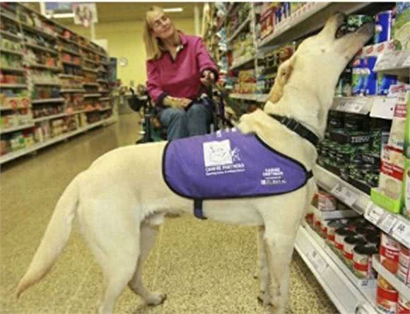 高娓娓:狗比人可靠!看美国这些服务犬多能耐,开门、冲浪啥都会