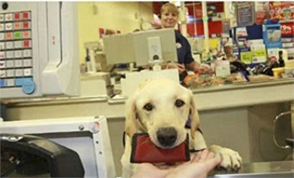 高娓娓:狗比人可靠!看美国这些服务犬多能耐,开门、冲浪啥都会