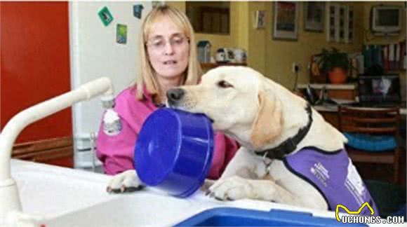 高娓娓:狗比人可靠!看美国这些服务犬多能耐,开门、冲浪啥都会