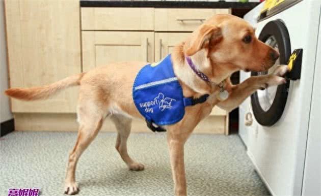 高娓娓:狗比人可靠!看美国这些服务犬多能耐,开门、冲浪啥都会