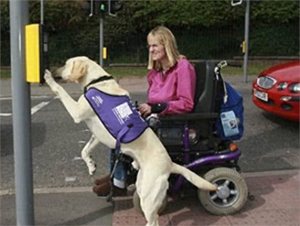 高娓娓:狗比人可靠!看美国这些服务犬多能耐,开门、冲浪啥都会