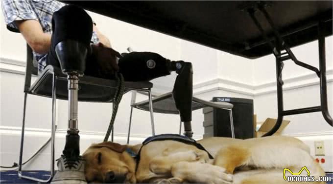 高娓娓:狗比人可靠!看美国这些服务犬多能耐,开门、冲浪啥都会
