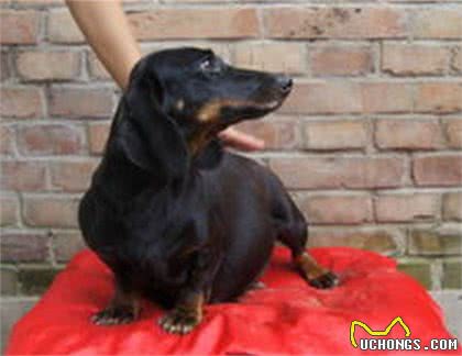 狗狗大肚子是什么原因?应该怎样解决?