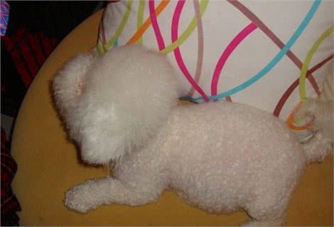 狗狗大肚子是什么原因?应该怎样解决?