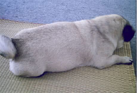 狗狗大肚子是什么原因?应该怎样解决?