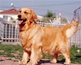 狗狗大肚子是什么原因?应该怎样解决?