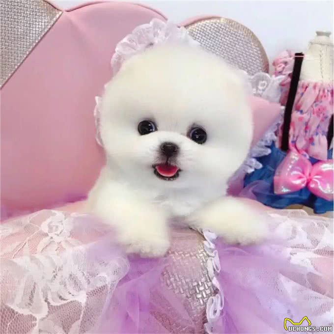 博美狗价格多少钱一只?鉴定博美狗狗6要素吗?