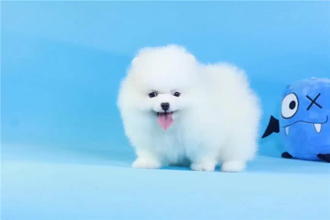 博美狗价格多少钱一只?鉴定博美狗狗6要素吗?