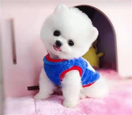 博美狗价格多少钱一只?鉴定博美狗狗6要素吗?