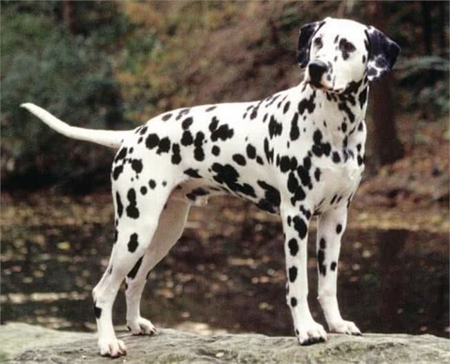 斑点狗好养吗?斑点狗的生活习性有哪些?