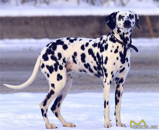 斑点狗好养吗?斑点狗的生活习性有哪些?