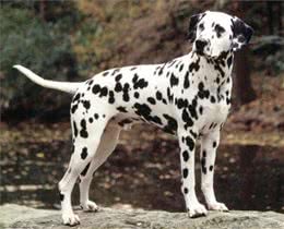 斑点狗好养吗?斑点狗的生活习性有哪些?