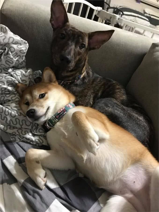 主人晕倒，被两只狗狗救回一命，生病时狗狗还一直守在身边