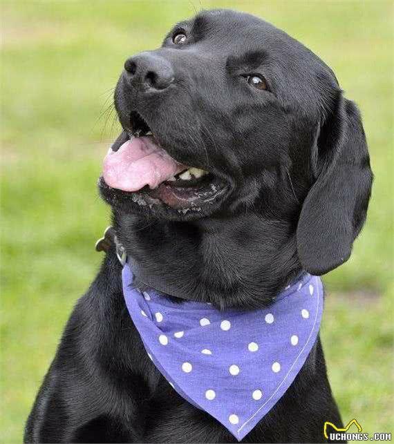 动物小常识—十种温顺狗狗排行，快来看看你家狗狗排行第几