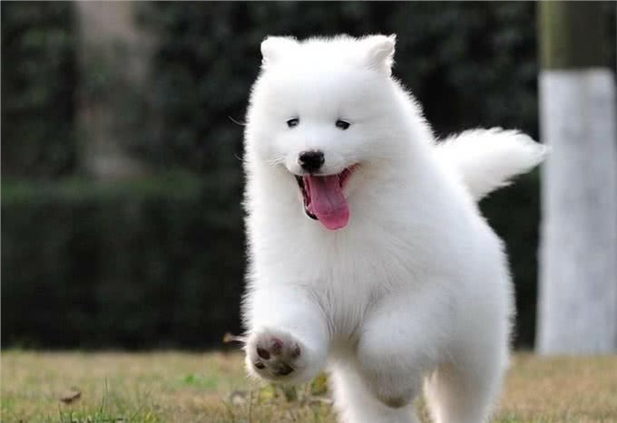 动物小常识—十种温顺狗狗排行，快来看看你家狗狗排行第几