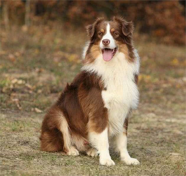 动物小常识—十种温顺狗狗排行，快来看看你家狗狗排行第几