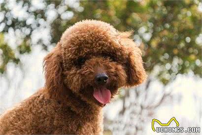 动物小常识—十种温顺狗狗排行，快来看看你家狗狗排行第几