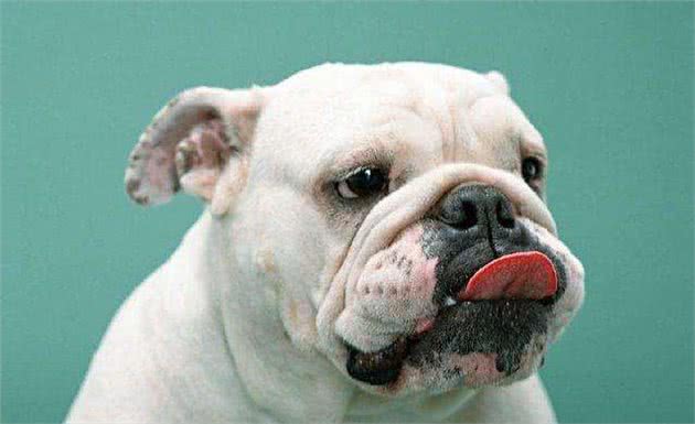 动物小常识—十种温顺狗狗排行，快来看看你家狗狗排行第几