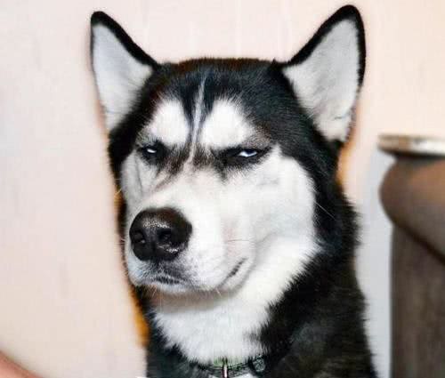 动物小常识—十种温顺狗狗排行，快来看看你家狗狗排行第几