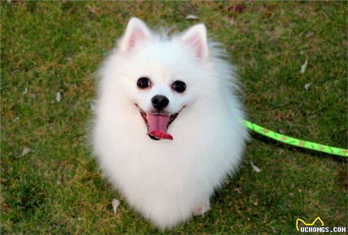 动物小常识—十种温顺狗狗排行，快来看看你家狗狗排行第几